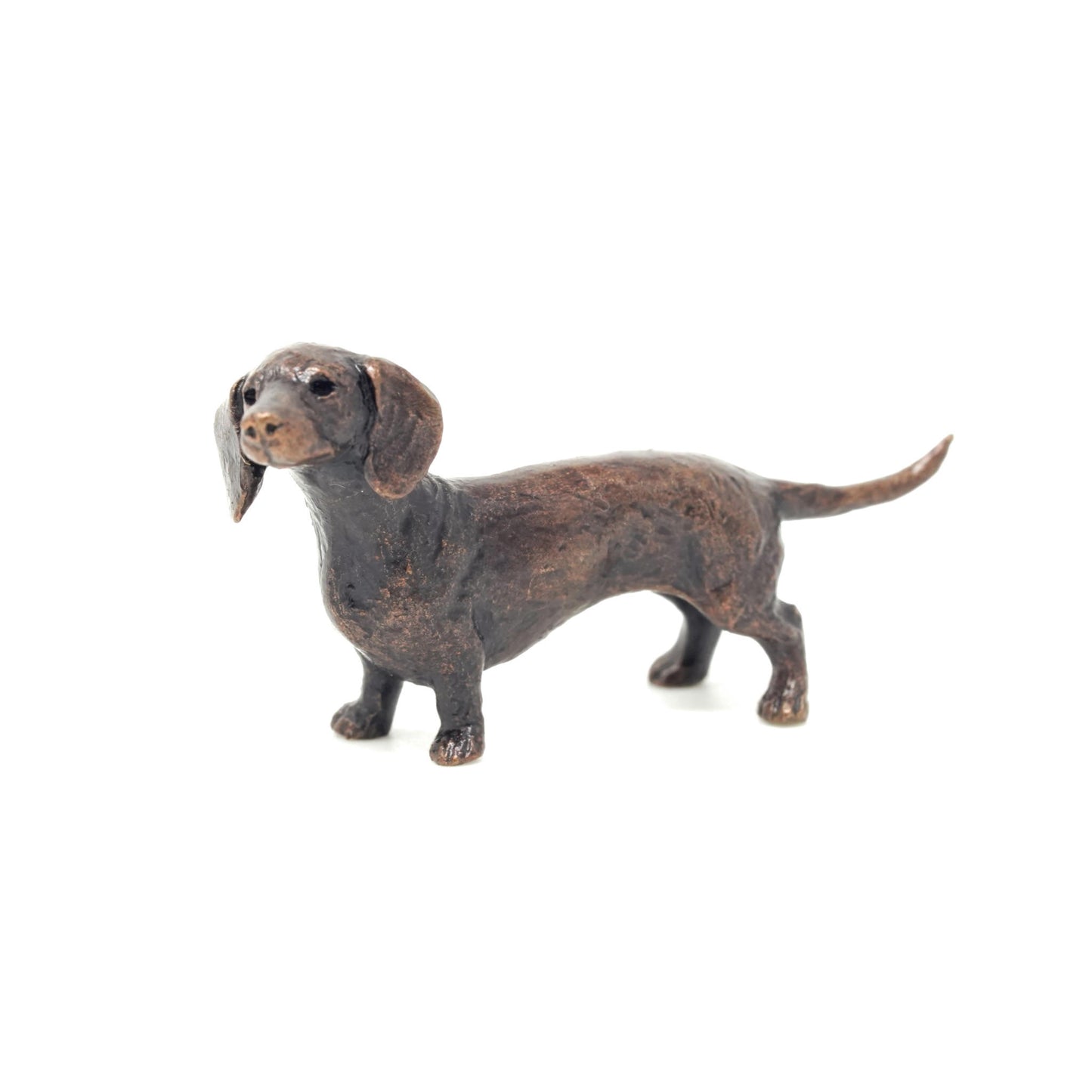 Dachshund