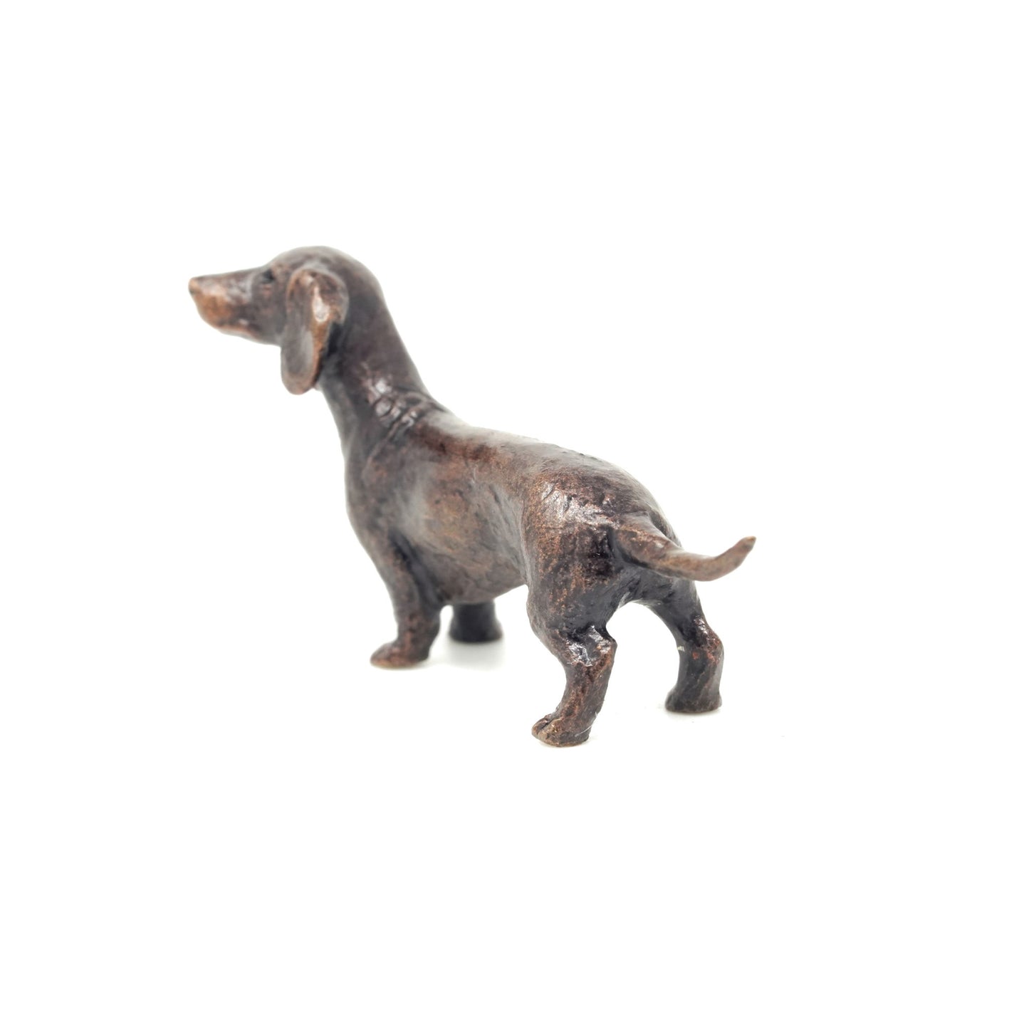 Dachshund