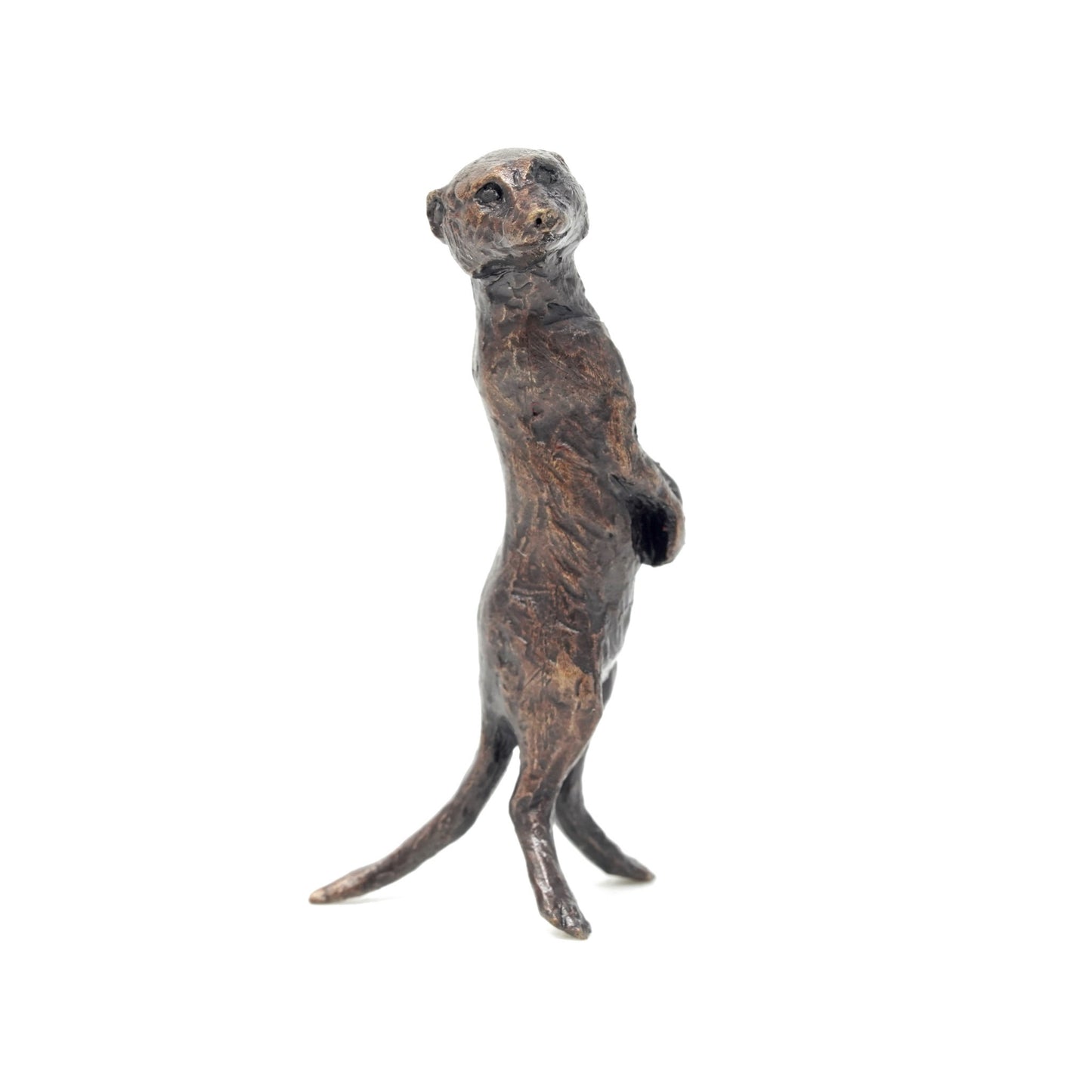 Meerkat Standing