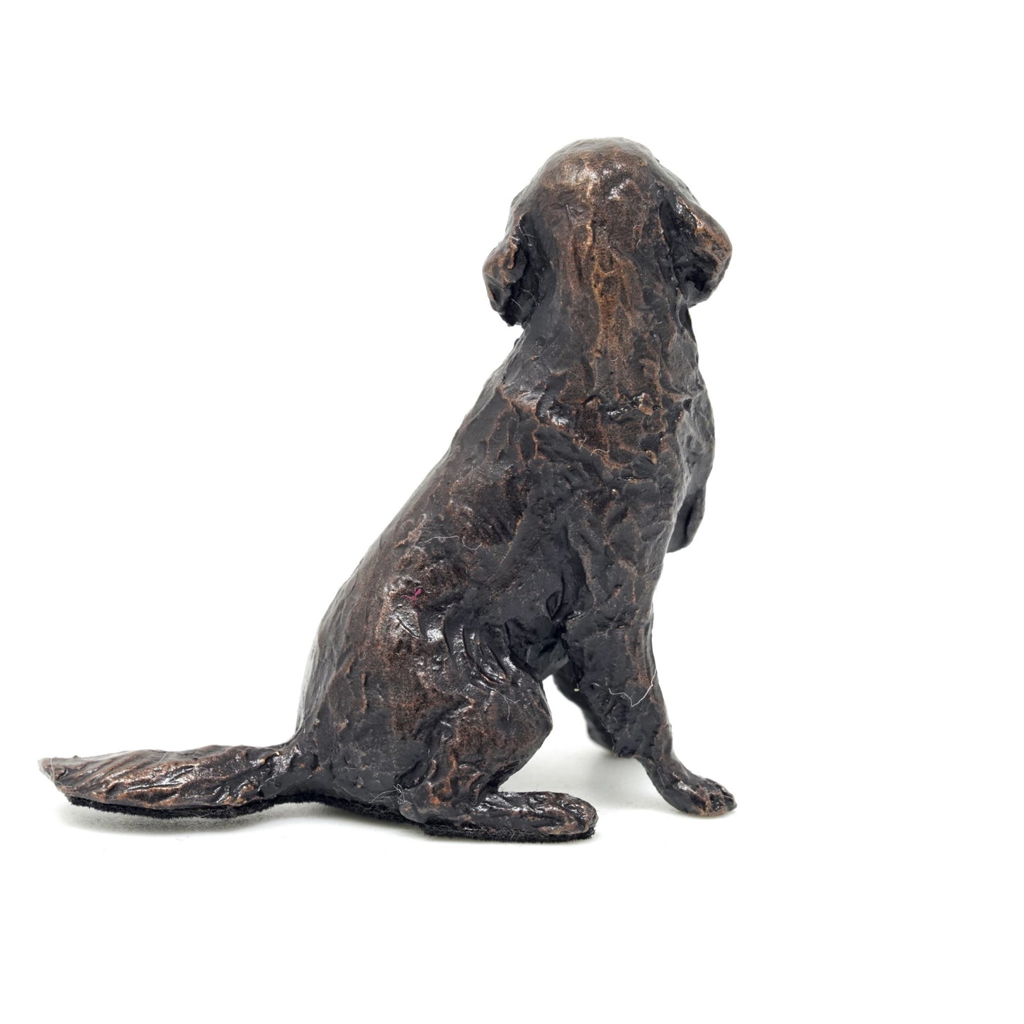 Retriever Sitting