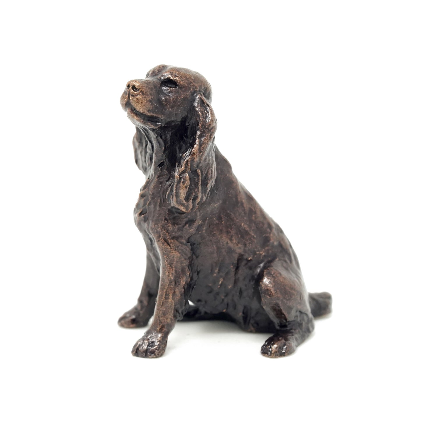 Spaniel