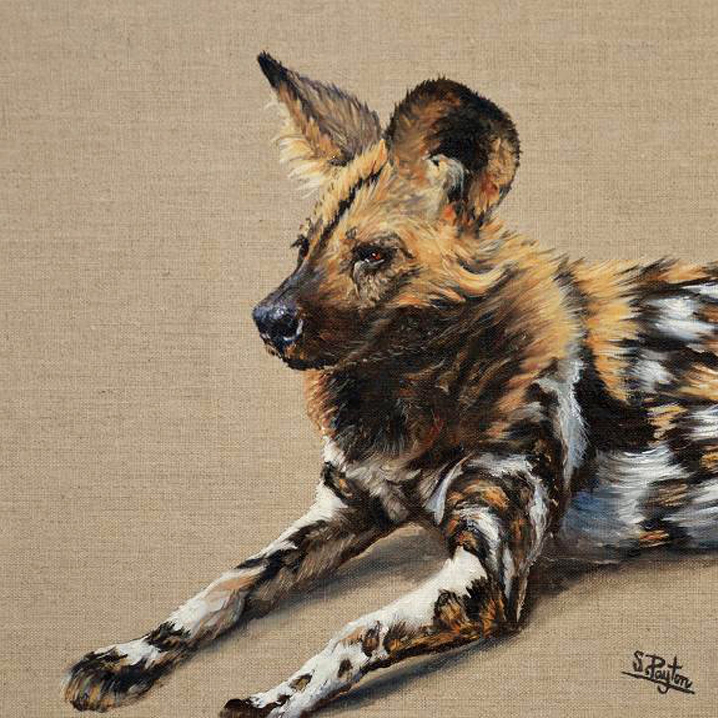 Wild Dog limited edition print by Sue Payton