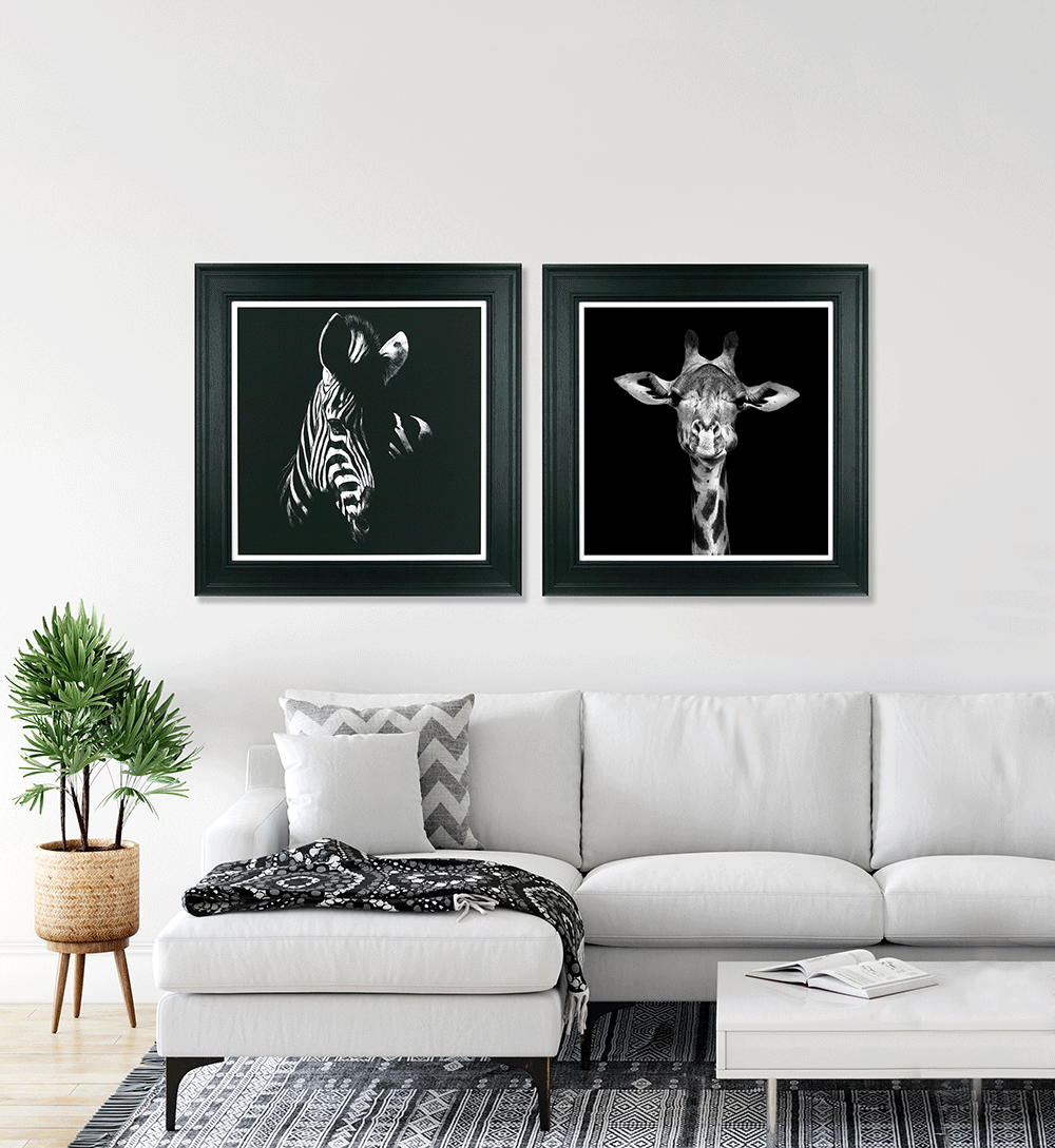 Zebra Stare framed print by Julie Chapman