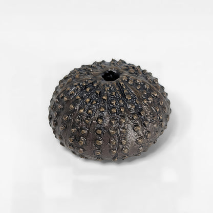 Sea Urchin