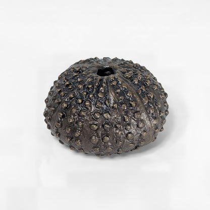 Sea Urchin