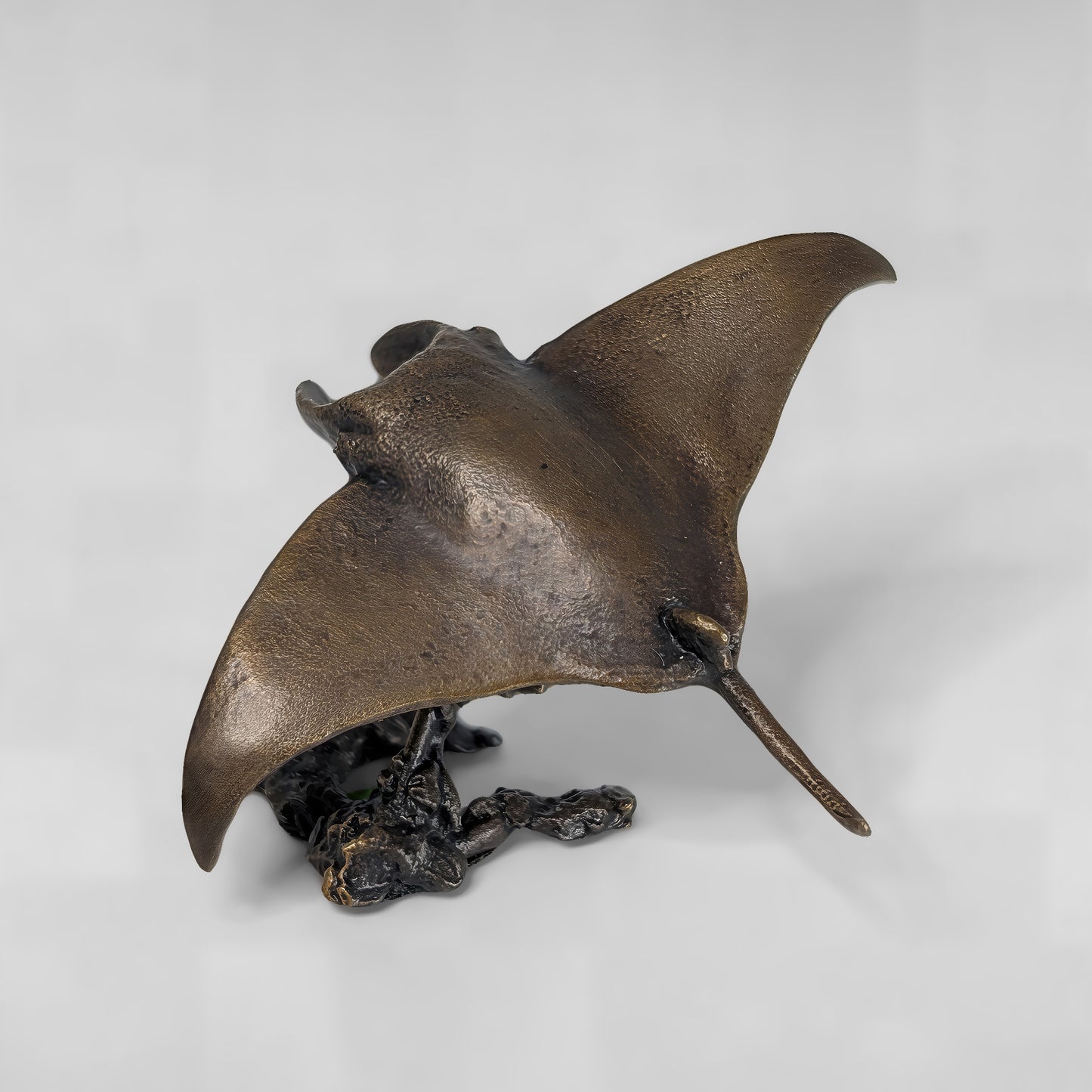 Manta Ray