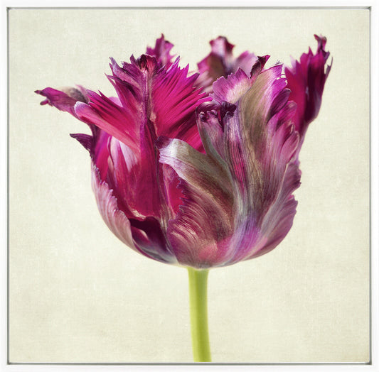 Parrot Tulip framed print by Diane Poinski