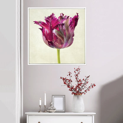 Parrot Tulip framed print by Diane Poinski