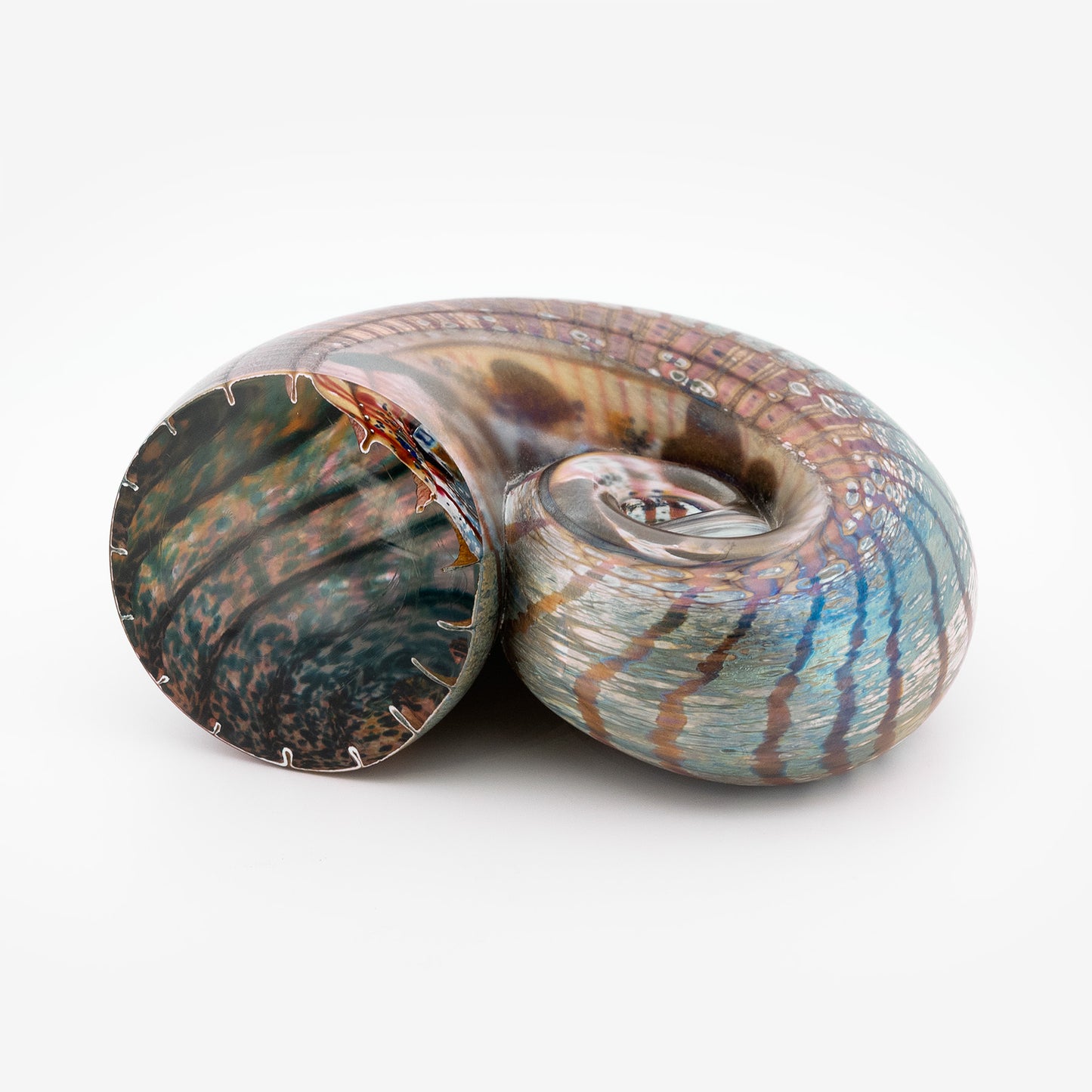 Iridised Ammonite Shells