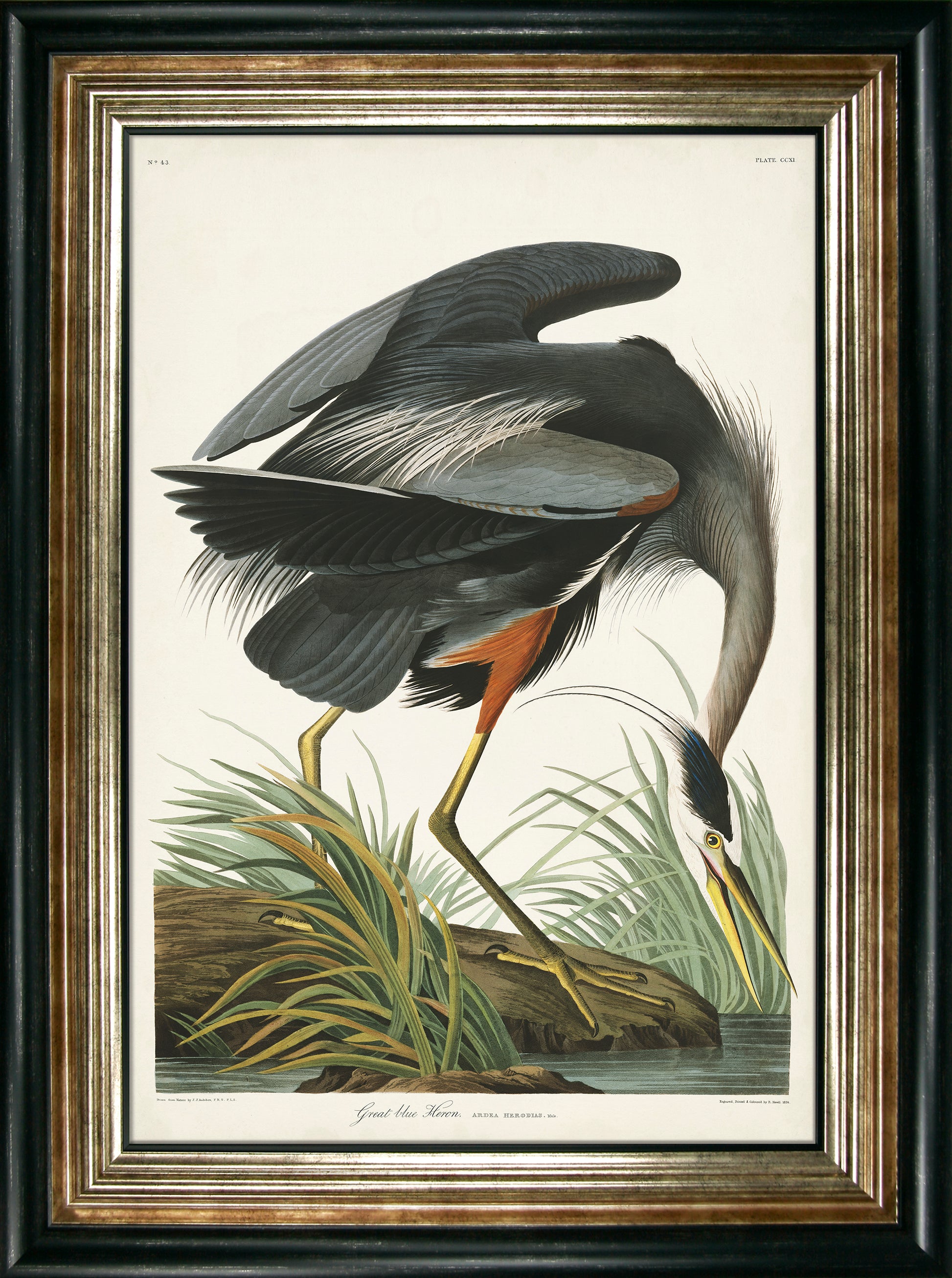 Great Blue Heron framed print by John James Audubon