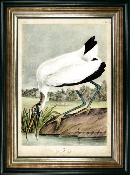 Wood Ibis framed print by John James Audubon