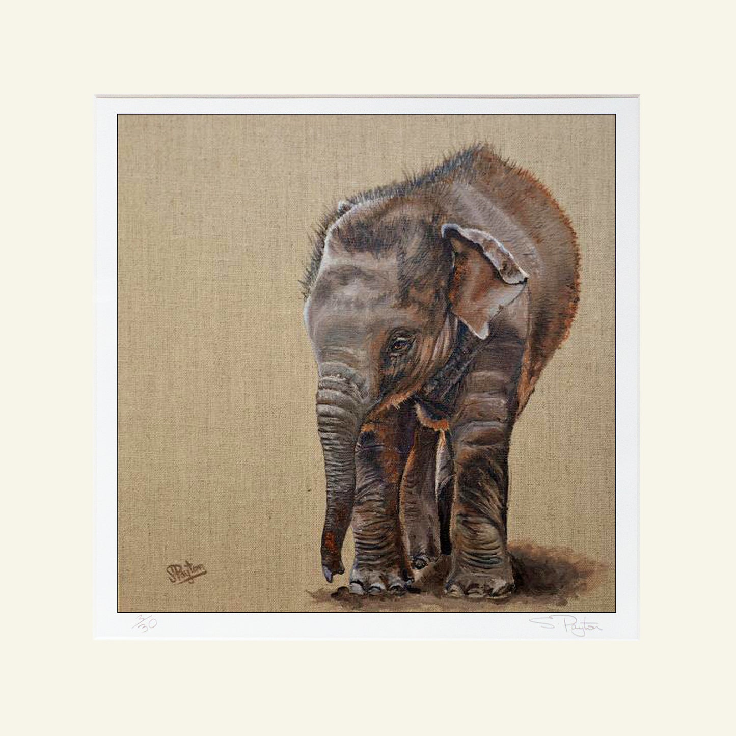 Baby Elephant Mounted Print by Sue Payton