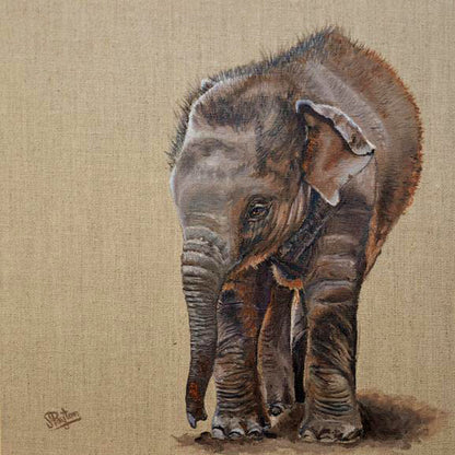 Baby Elephant by Sue Payton