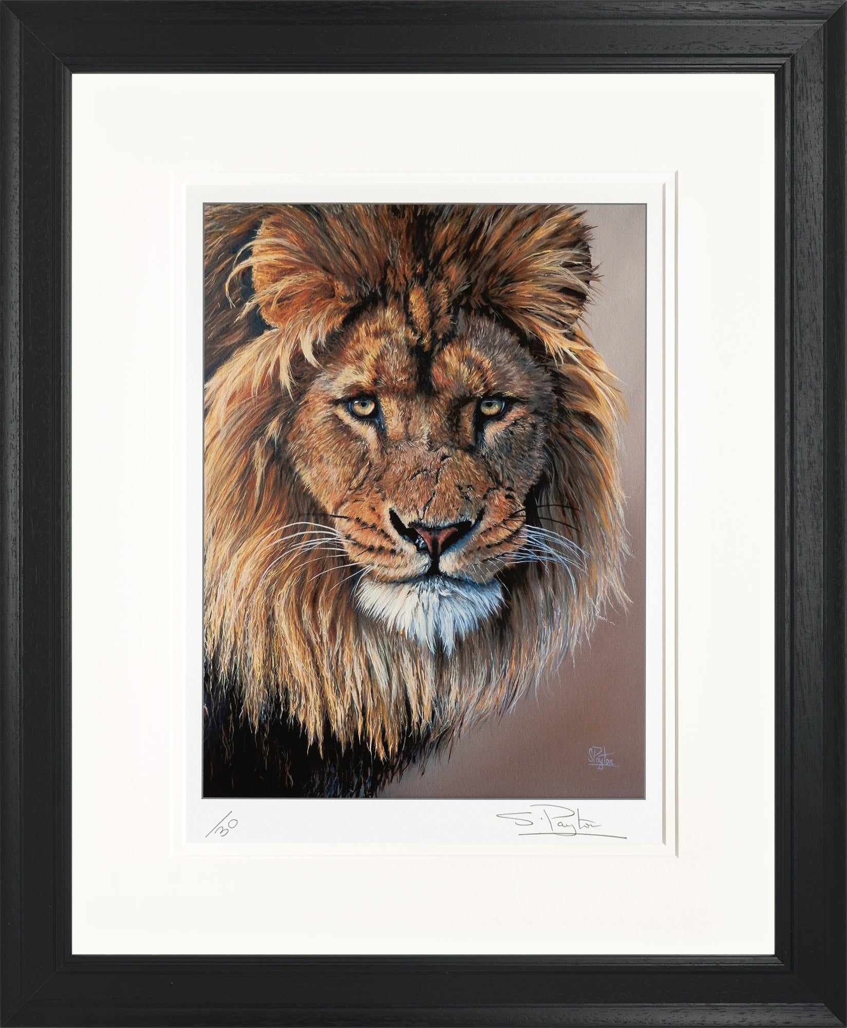 Lion's Stare limited edition print by Sue Payton