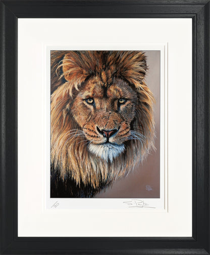 Lion's Stare limited edition print by Sue Payton