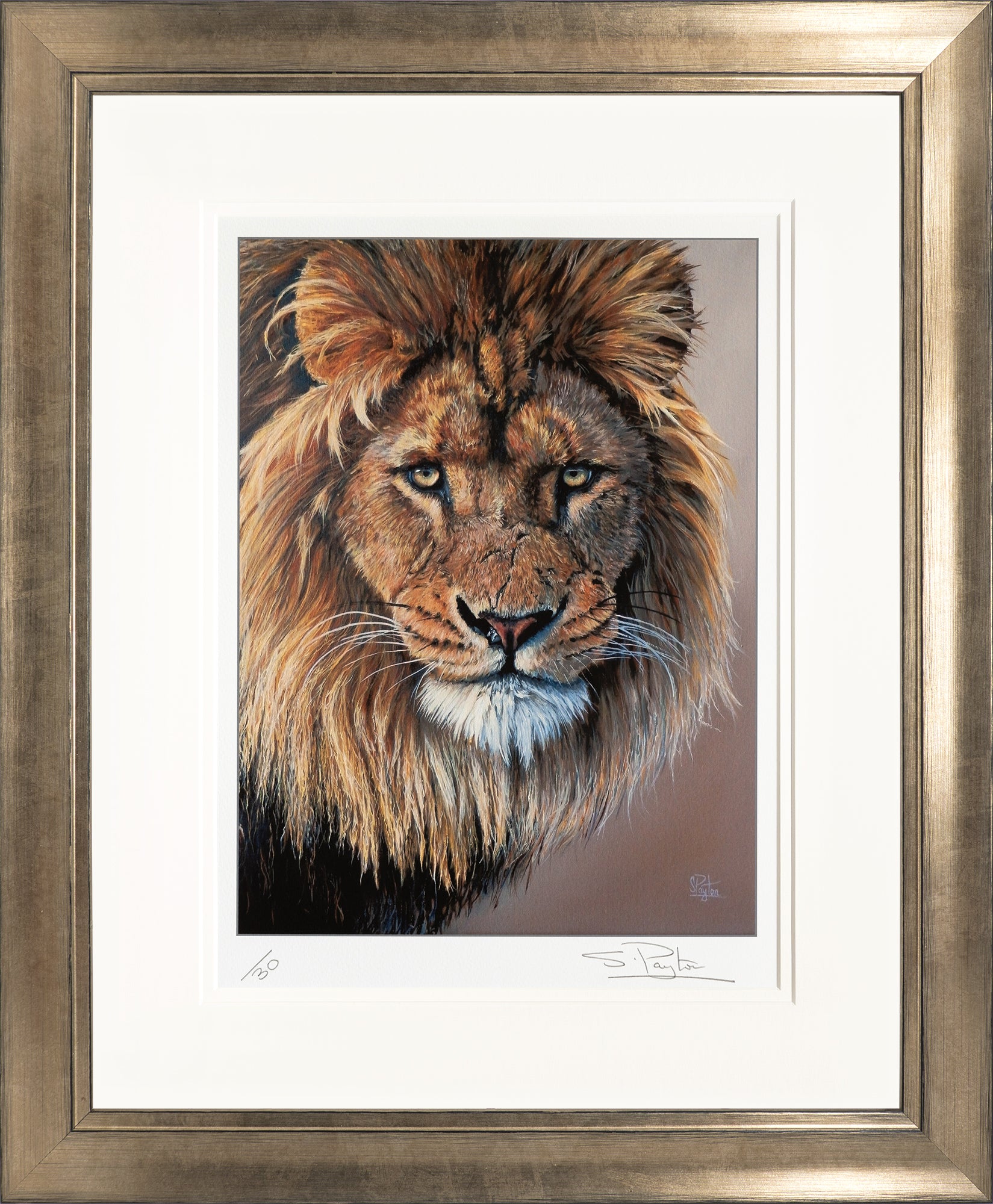 Lion's Stare limited edition print by Sue Payton