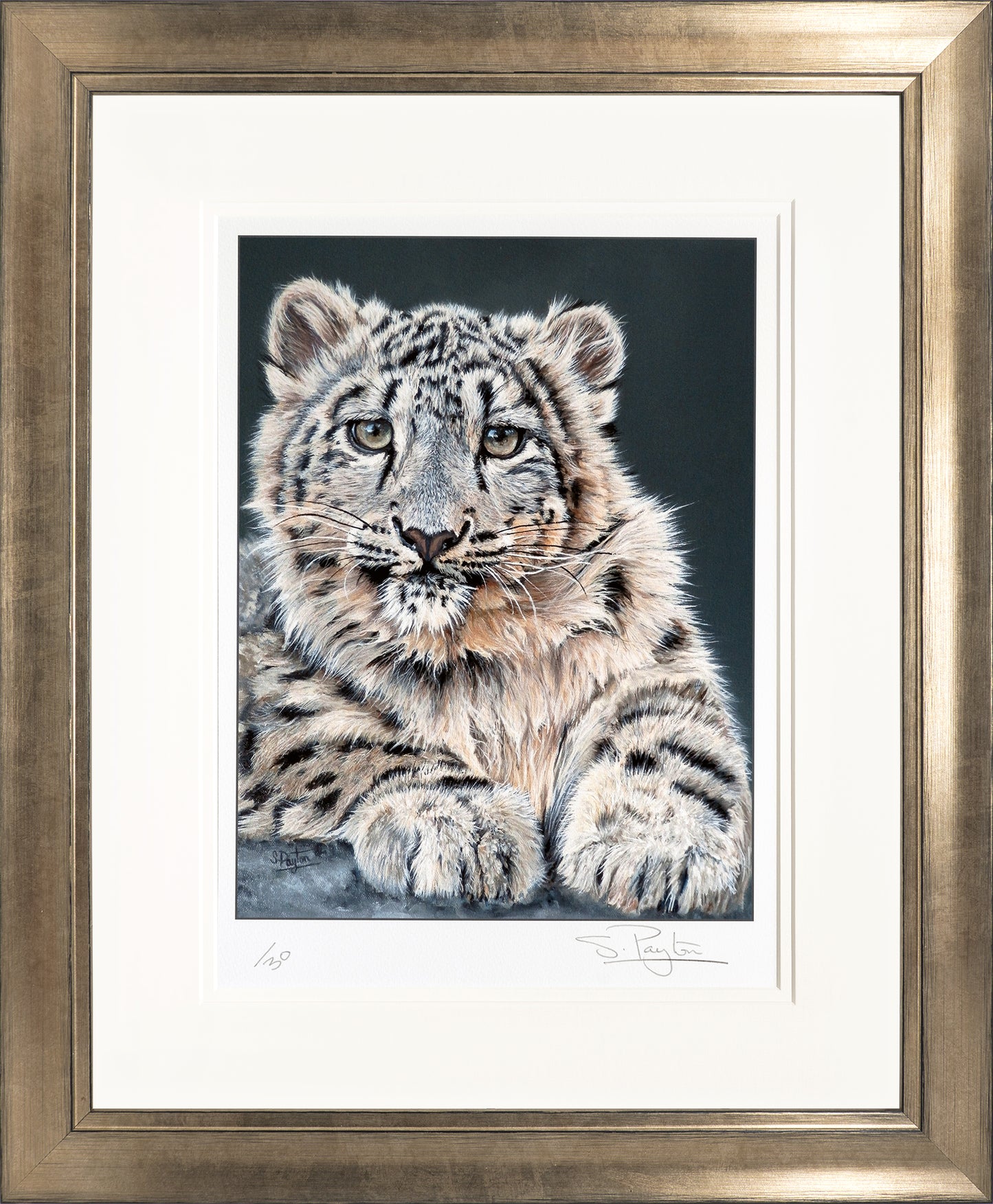 Snow Leopard Cub Limited Edition Print by Sue Payton
