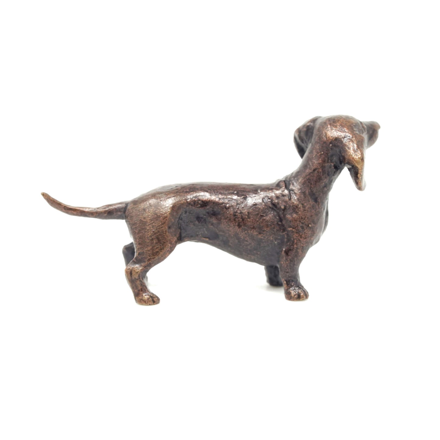 Dachshund