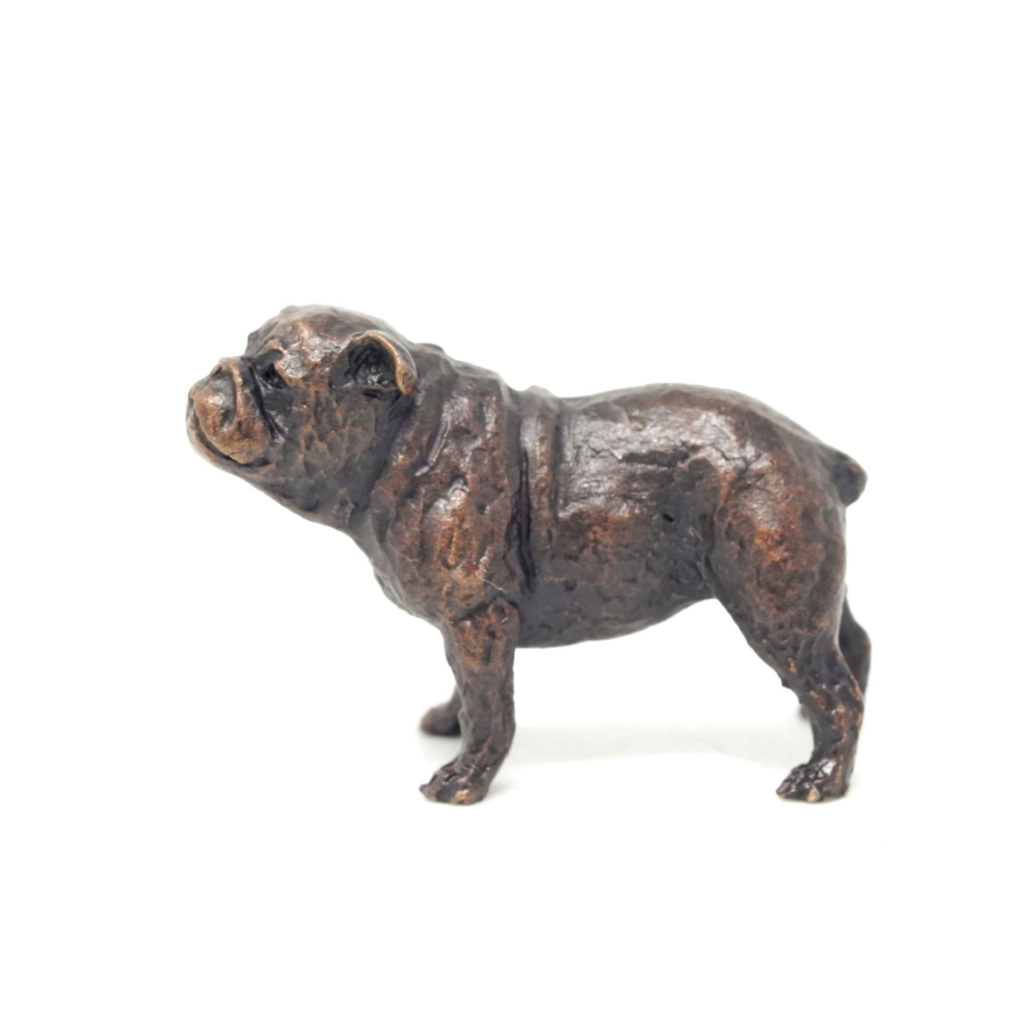English Bull Dog