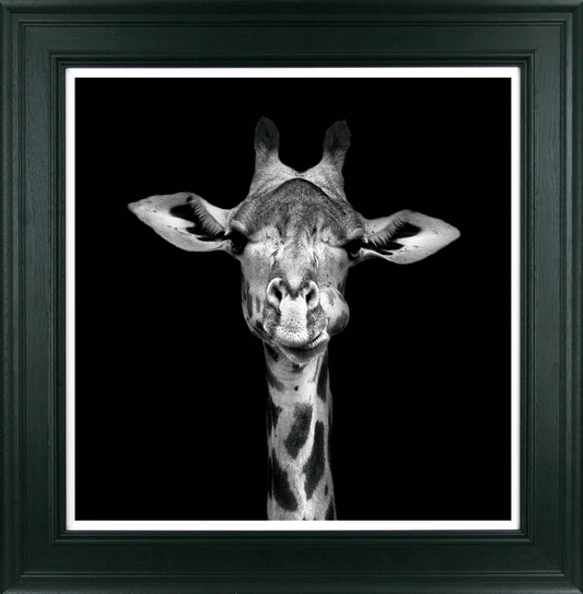 Giraffe Stare framed print by Julie Chapman