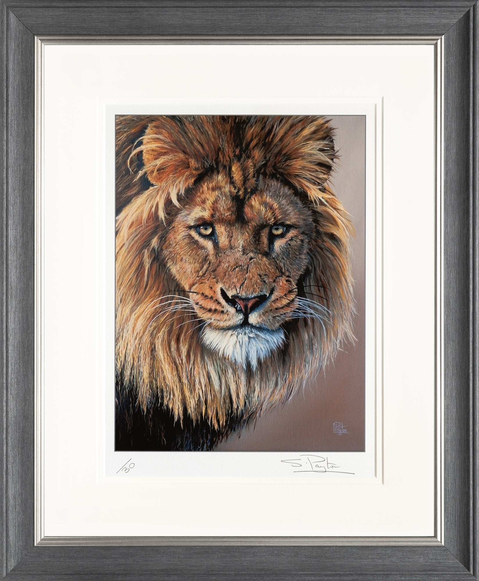 Lion's Stare limited edition print by Sue Payton