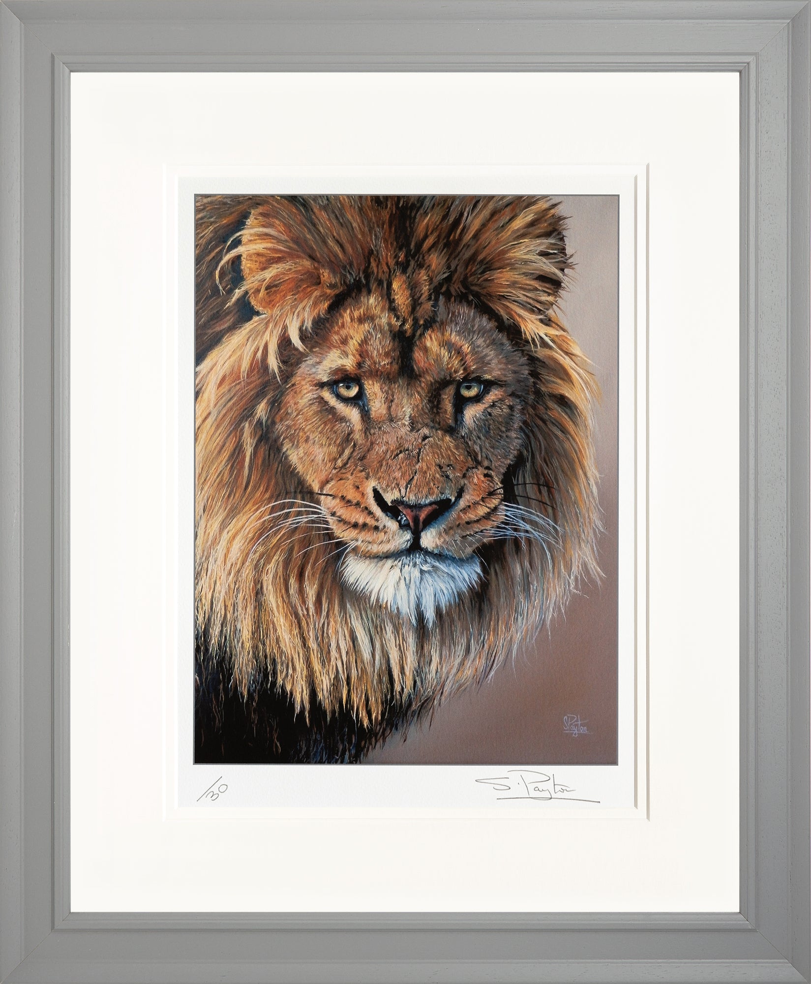 Lion's Stare limited edition print by Sue Payton