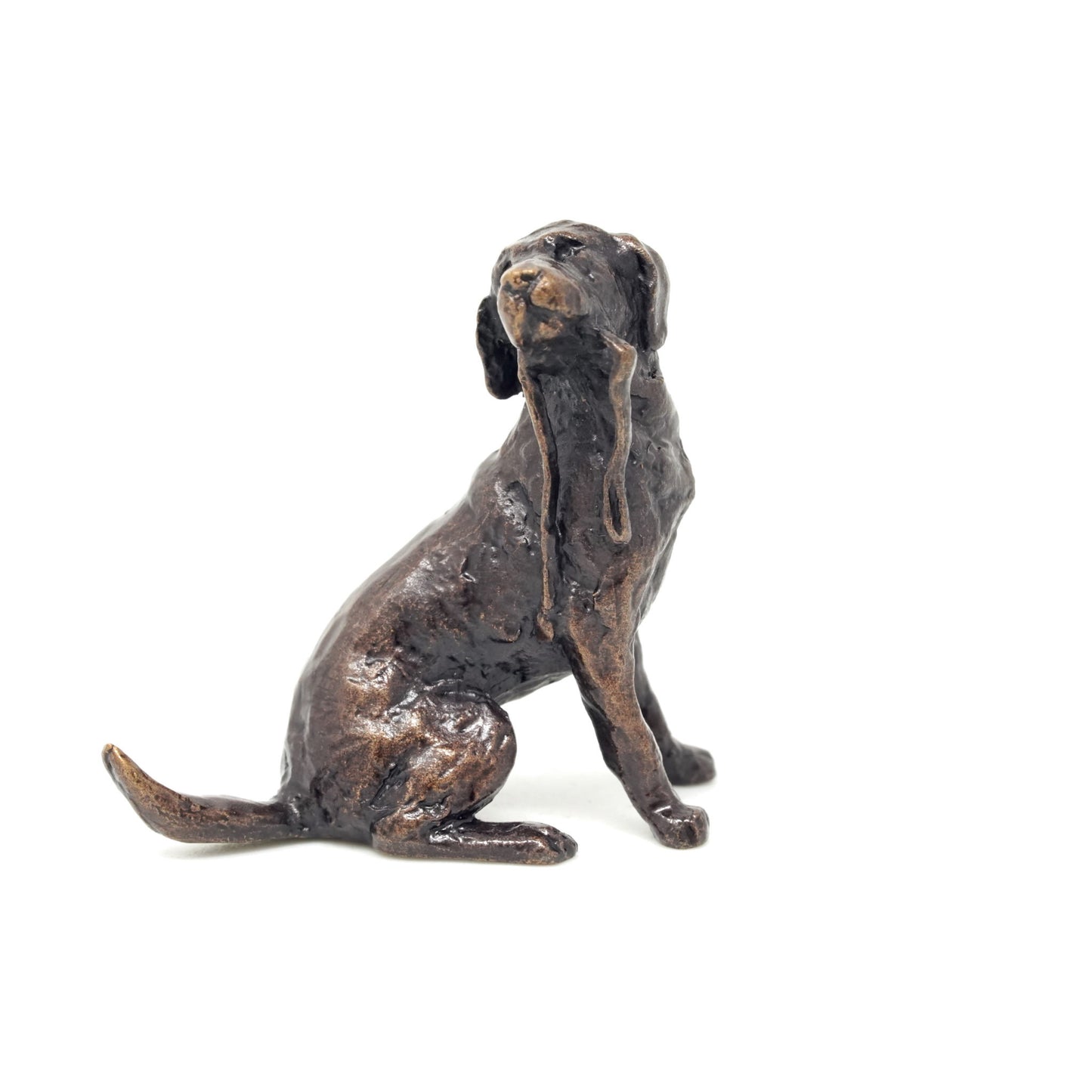 Labrador with Lead