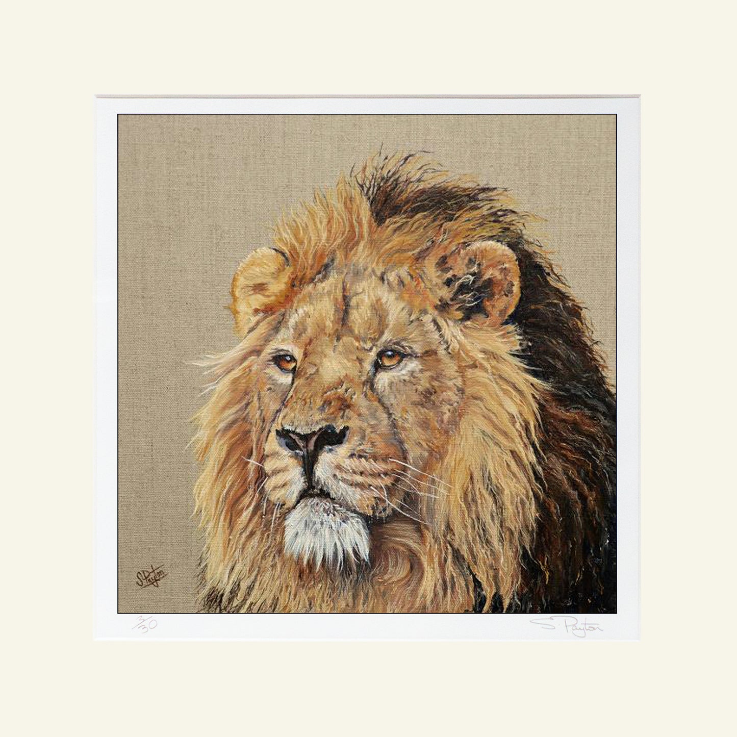 Lion Print by Sue Payton Mounted