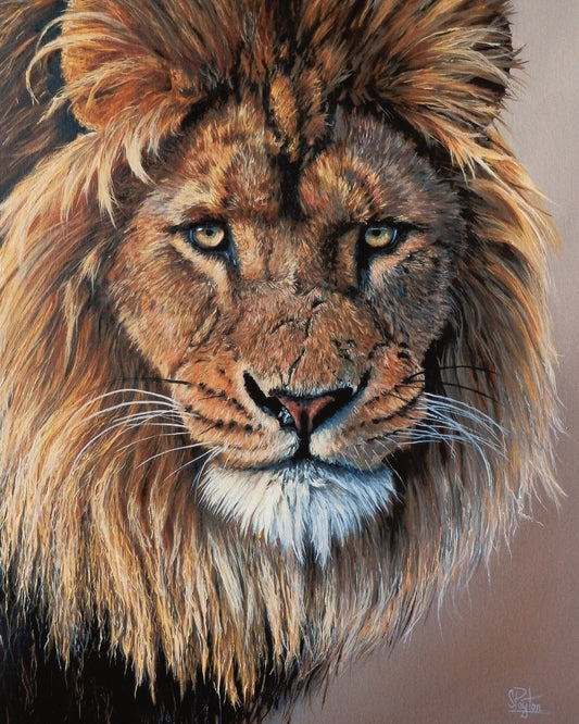 Lion's Stare limited edition print by Sue Payton