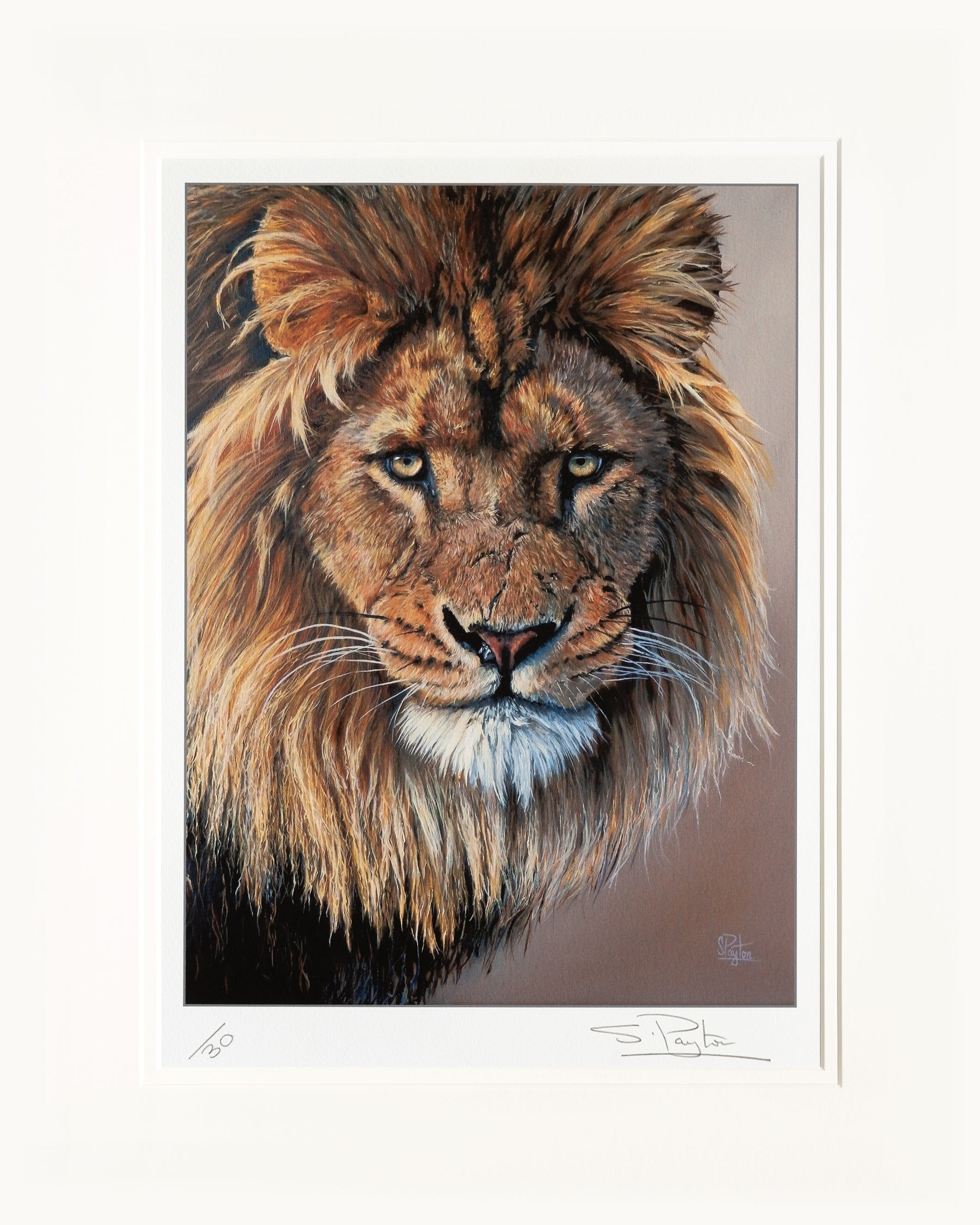Lion's Stare limited edition print by Sue Payton