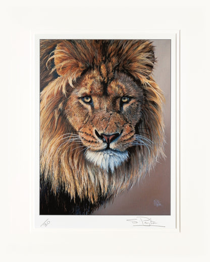 Lion's Stare limited edition print by Sue Payton