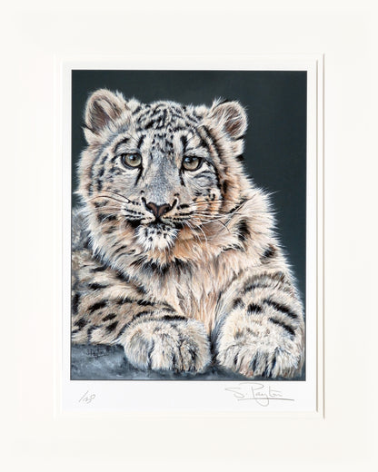 Snow Leopard Cub Limited Edition Print by Sue Payton