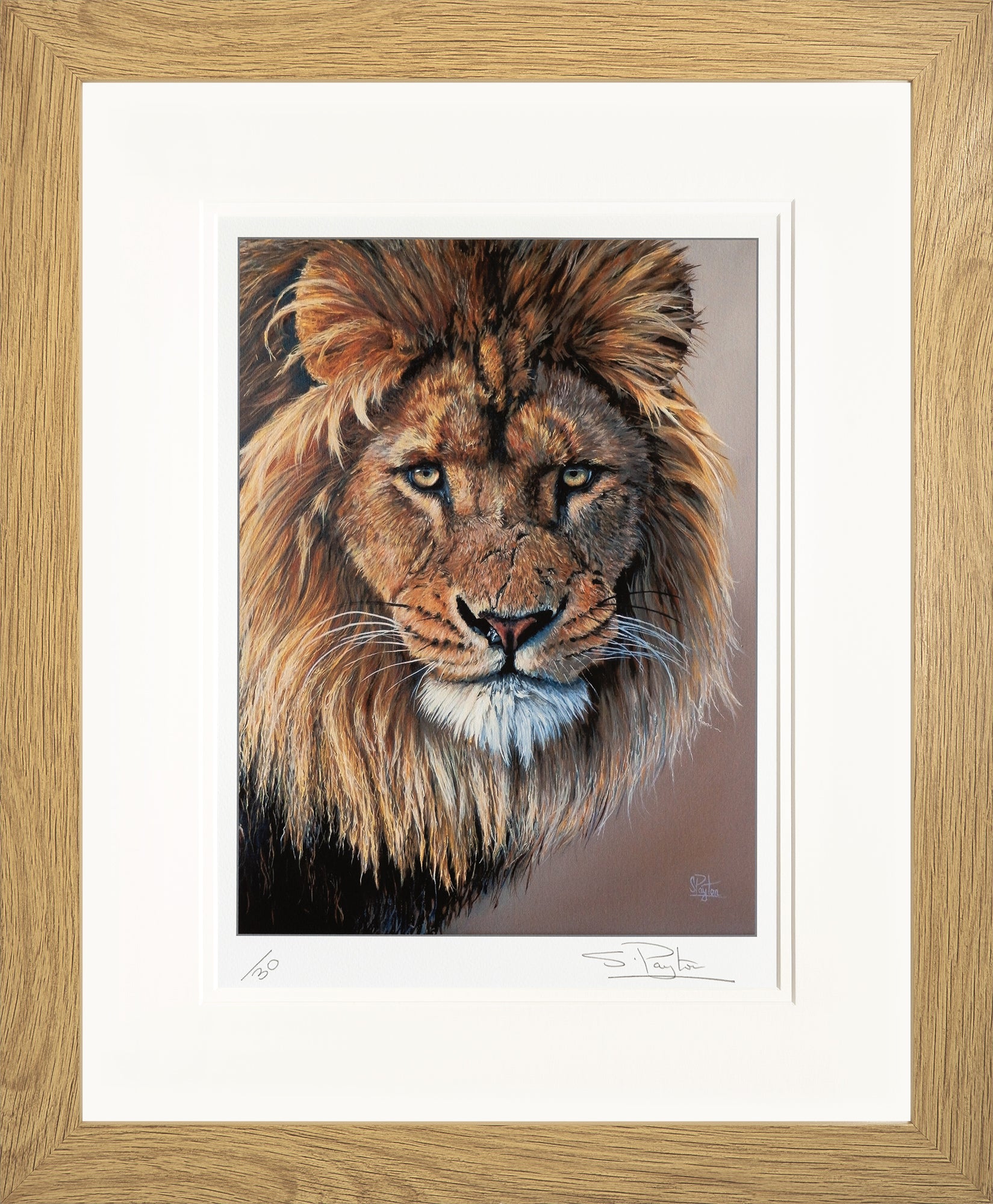 Lion's Stare limited edition print by Sue Payton