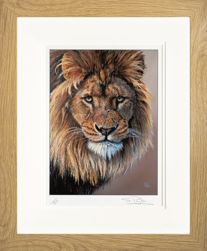 Lion's Stare limited edition print by Sue Payton