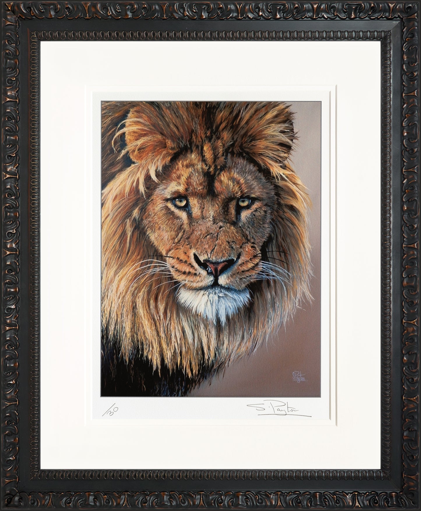Lion's Stare limited edition print by Sue Payton