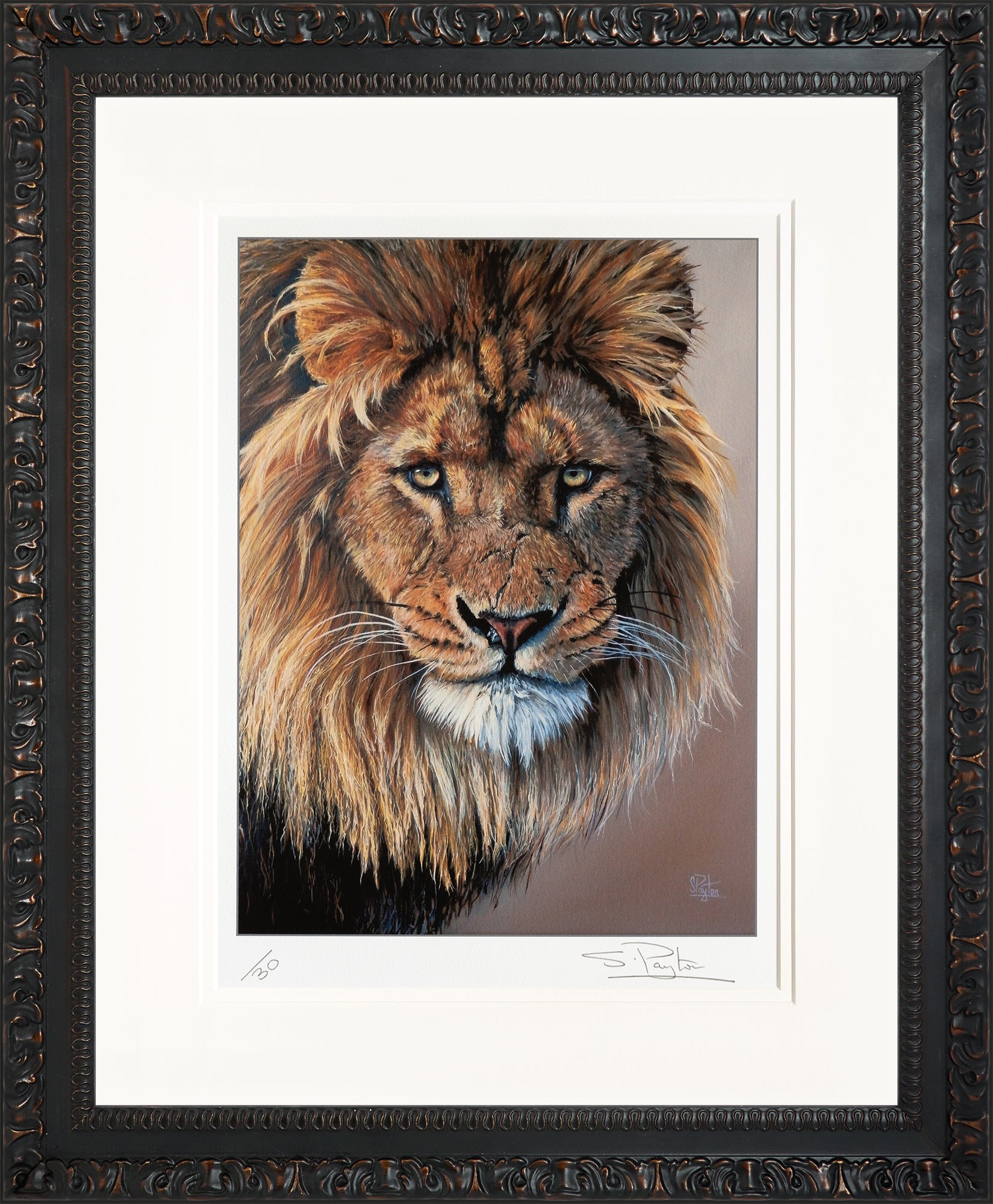 Lion's Stare limited edition print by Sue Payton
