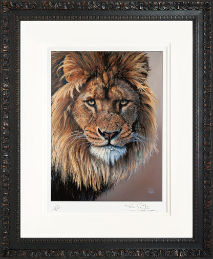 Lion's Stare limited edition print by Sue Payton