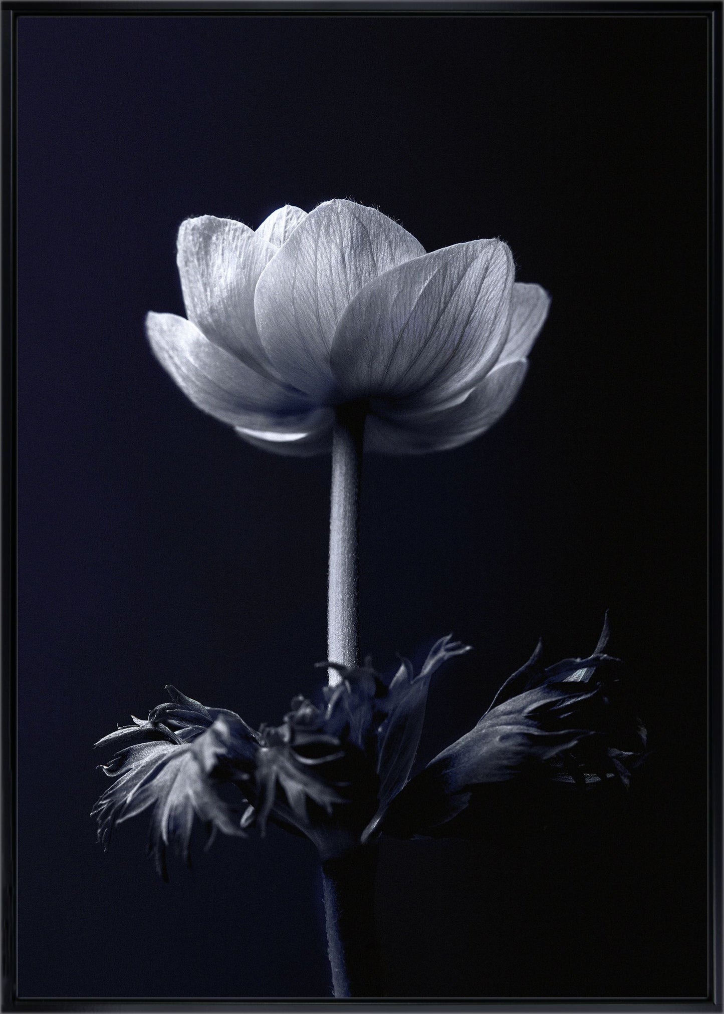 Single Flower framed print by Incado