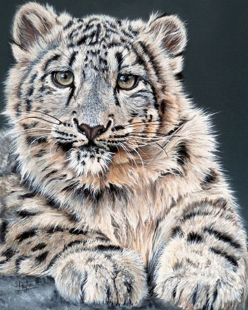 Snow Leopard Cub limited edition print by Sue Payton – Artworx Gallery