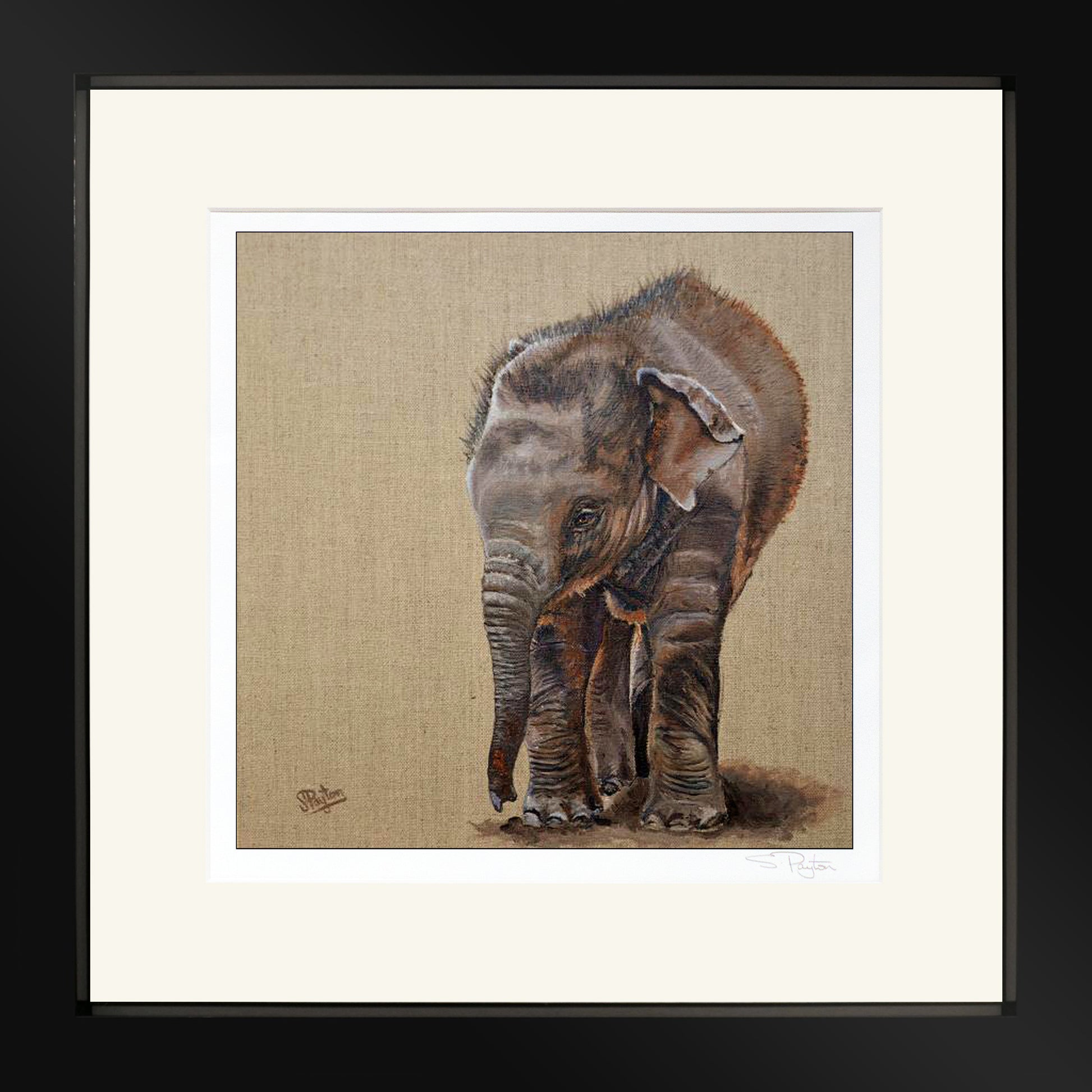 Baby Elephant Print by Sue Payton Framed Black