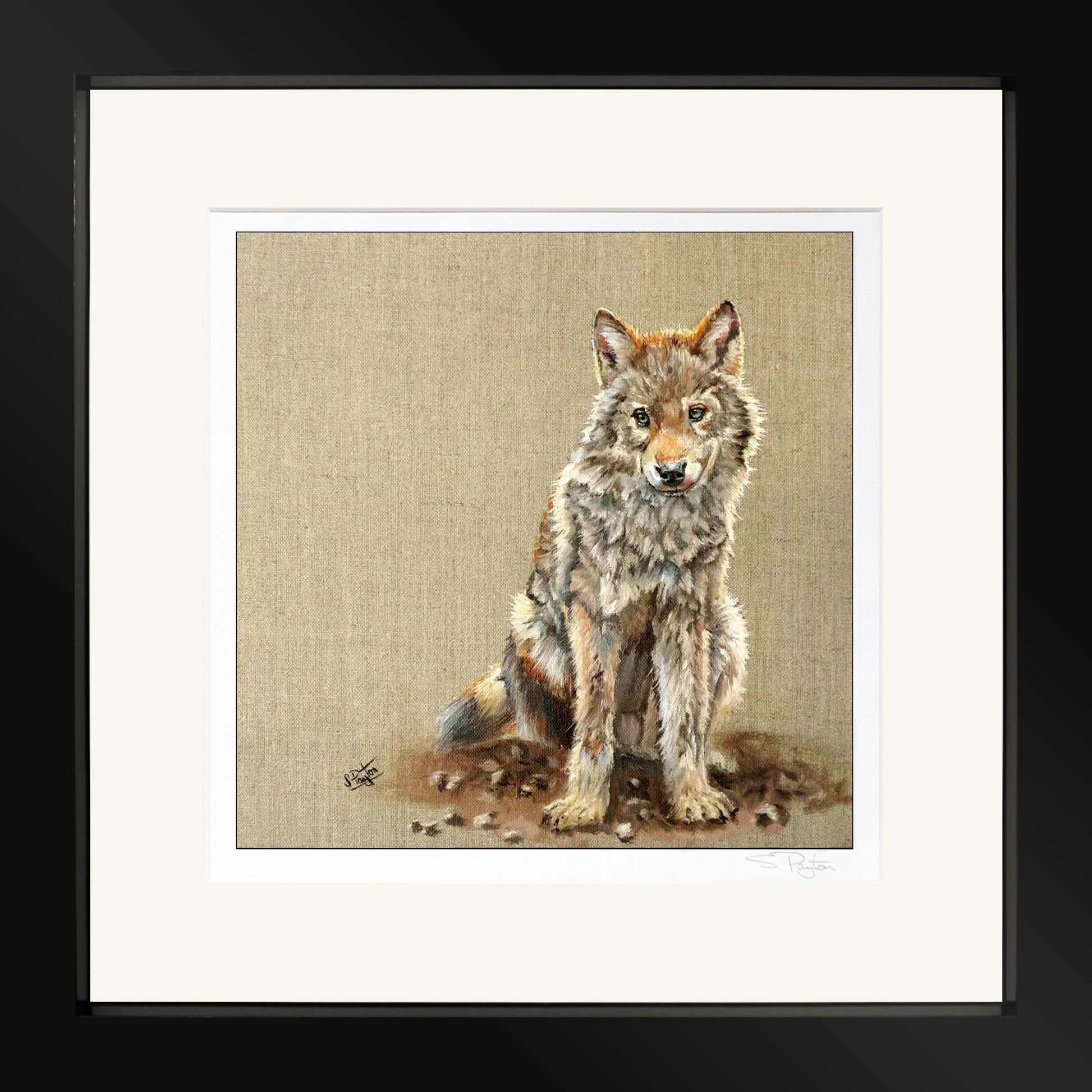 Wolf Cub by Sue Payton Limited Edition Print Framed Black