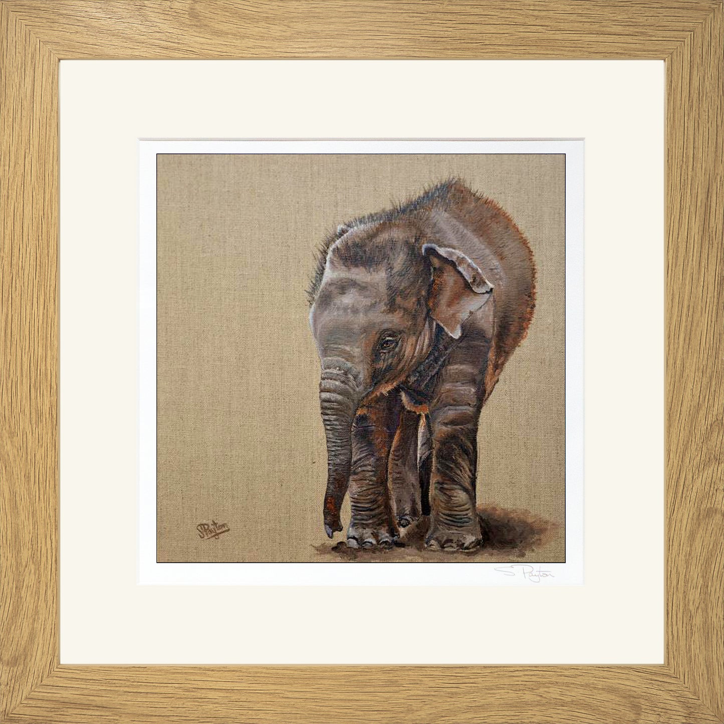 Baby Elephant Print by Sue Payton Framed Oak