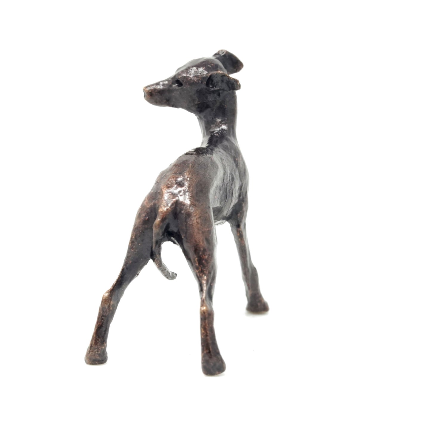 Whippet
