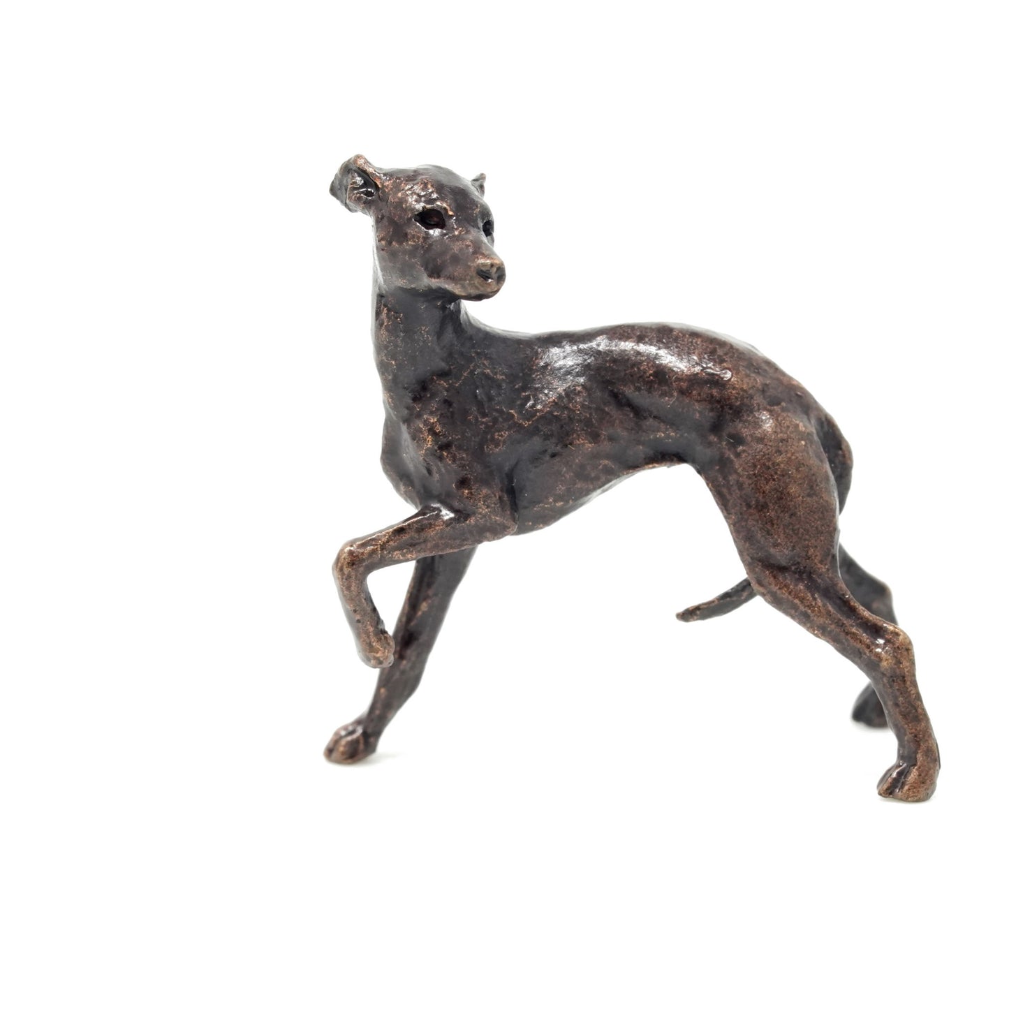 Whippet