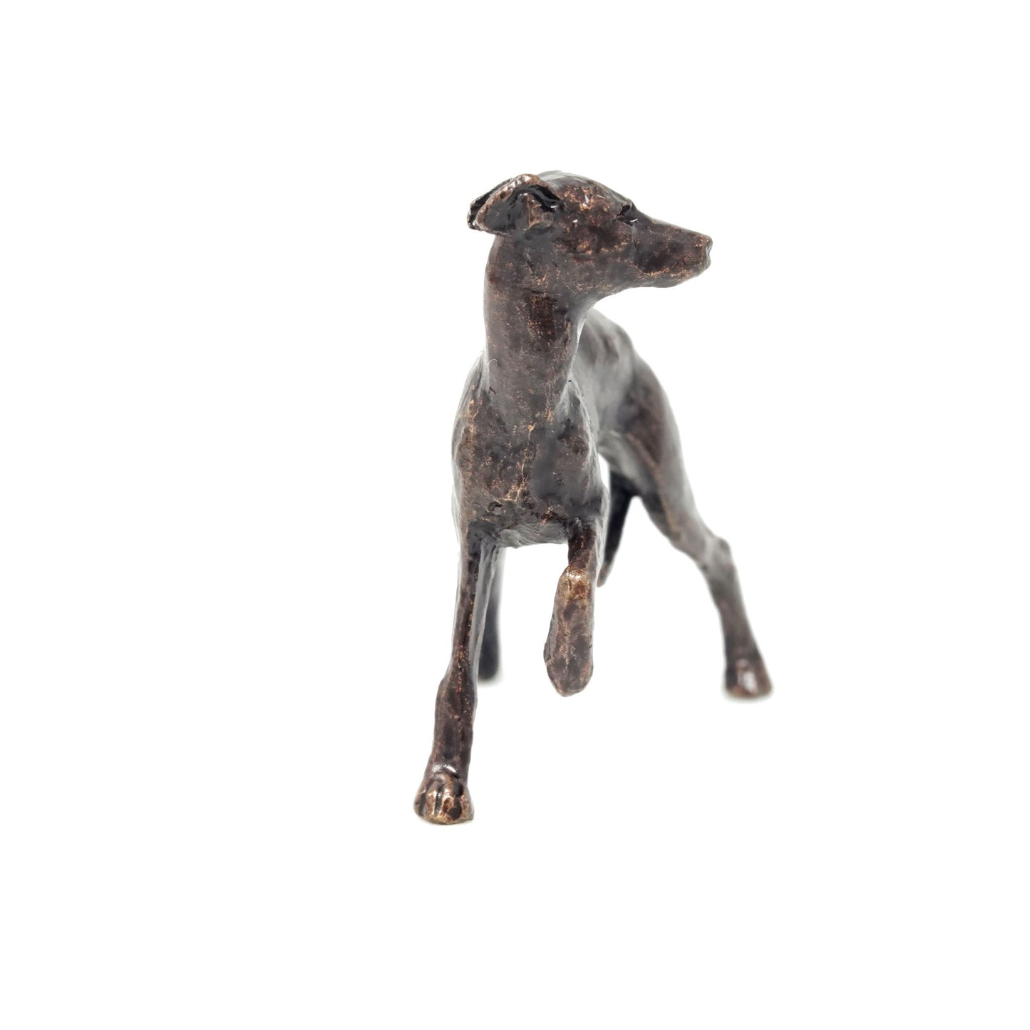Whippet