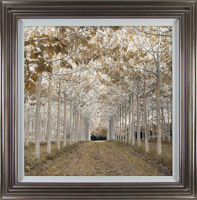 White Gold framed print by Assaf Frank