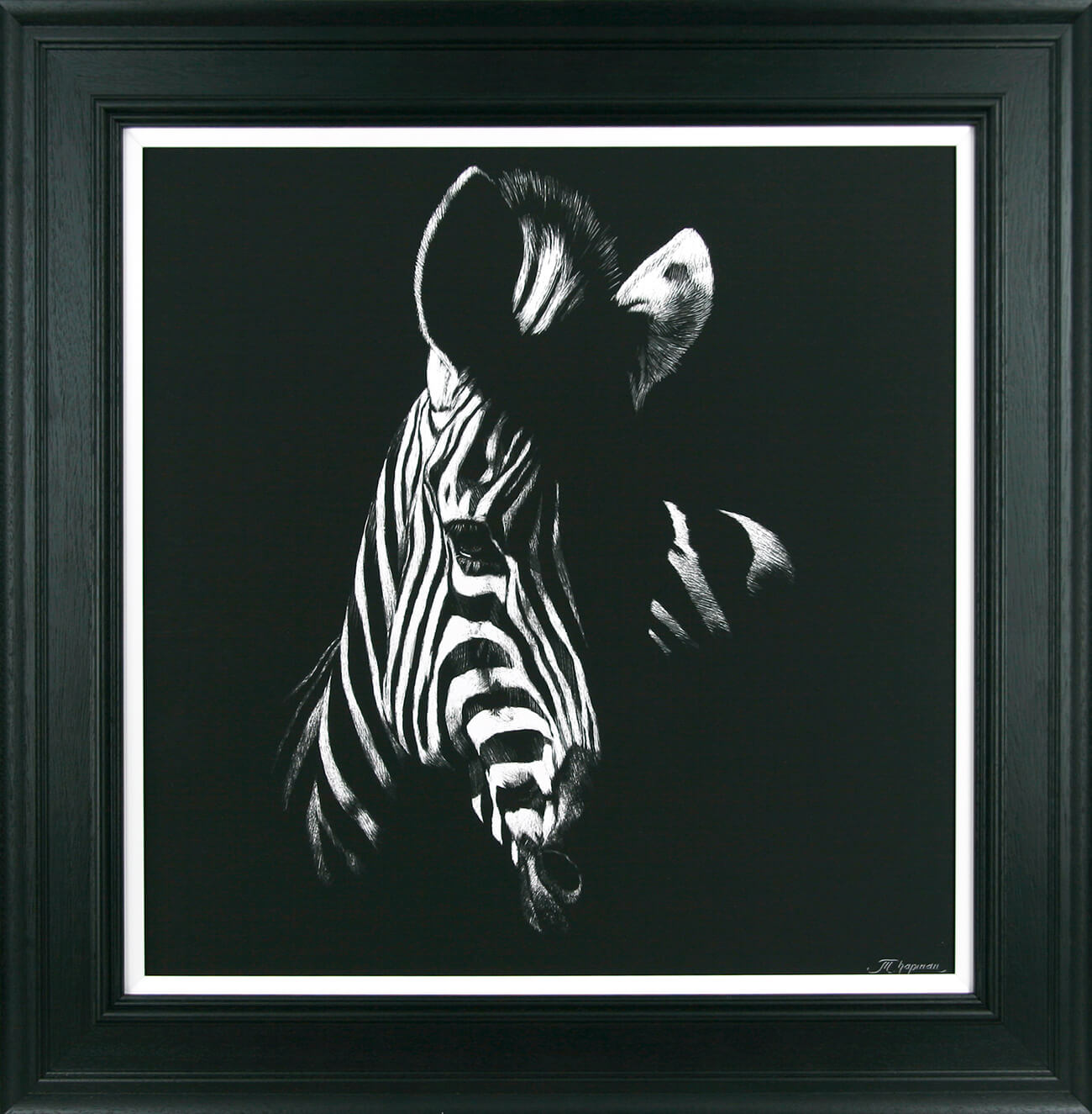 Zebra Stare framed print by Julie Chapman
