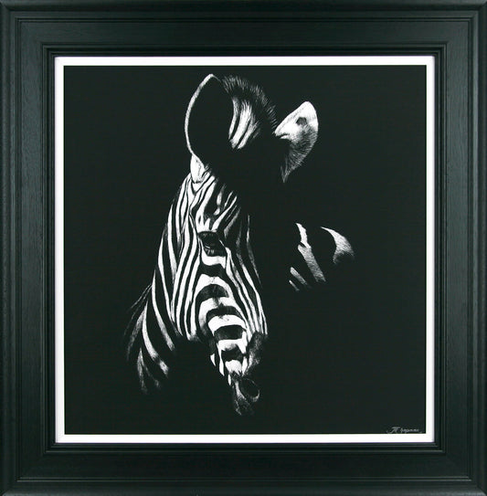 Zebra Stare framed print by Julie Chapman